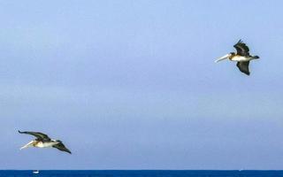 Beautiful pelican bird pelicans birds flying over the sea Mexico. photo