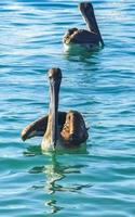 pájaro pelícano pájaros nadan en olas de agua puerto escondido mexico. foto
