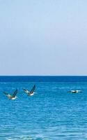 Beautiful pelican bird pelicans birds flying over the sea Mexico. photo