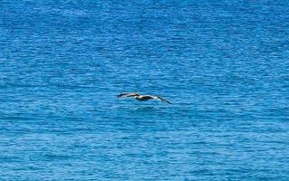 Beautiful pelican bird pelicans birds flying over the sea Mexico. photo