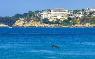 Beautiful pelican bird pelicans birds flying over the sea Mexico. photo