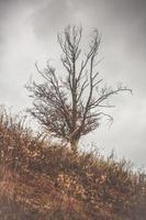 Bare tree on hill in autumn landscape photo