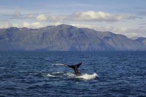 Large tail of killer whale in water landscape photo