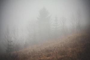 Misty forest on mountain slope landscape photo