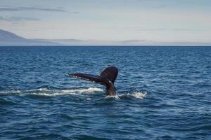 Black tail of whale in water landscape photo