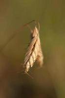 Close up ripe wheat spike concept photo