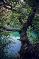 Old tree on calm river bank landscape photo