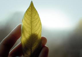 Close up person holding leaf covered with epoxide resin concept photo