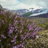 Close up blooming heather on field concept photo