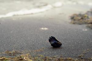 Close up small open shell on surfline concept photo