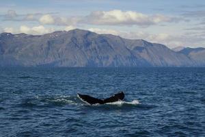 Killer whale tail in ocean water landscape photo