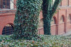 árboles con enredaderas de hiedra cerca de la foto del paisaje urbano del edificio antiguo