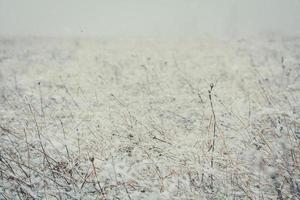 Close up dry field covered with snow concept photo