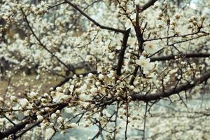 Close up apricot tree branches with small flowers concept photo