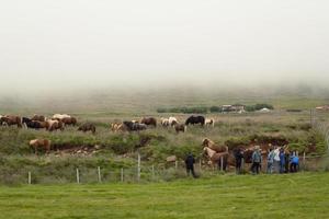 personas que visitan rancho de caballos foto de paisaje