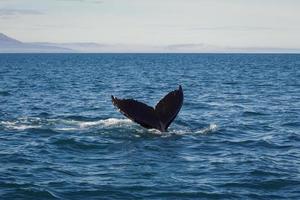 Killer whale tail in sea lagoon landscape photo