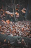 Close up flying leaves in autumn forest concept photo
