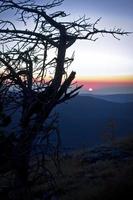 Dry fir tree silhouette on mountain landscape photo