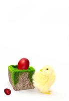 Yellow chicken with stone and grass and colored eggs on white background. Easter. Copy space photo