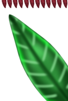 Decorative Aesthetic Leaf Ornament Element png