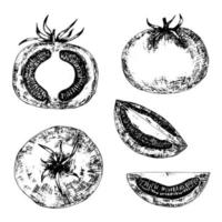 Tomato vector graphic sketch. Hand drawn set of tomato slice and tomato in section