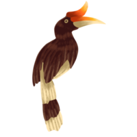 illustration of hornbills, fauna in tropical forests png