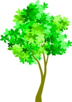 árbol png, bosque png