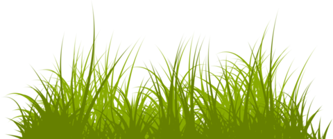 grass png. wild grass isolated