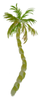 waterverf palm boom PNG