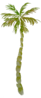 acquerello palma albero png