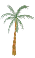 Aquarell Palme png