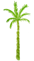 watercolor palm tree png