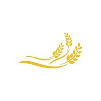 Agriculture wheat vector