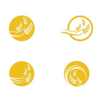 Agriculture wheat vector