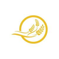 Agriculture wheat vector