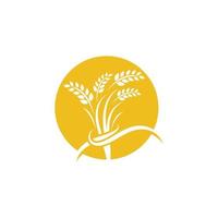 Agriculture wheat vector