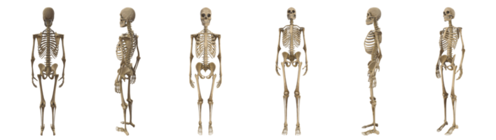 esqueleto del cuerpo humano 3d en muchas vistas de cámara png