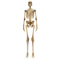 Clean and realistic 3d human body skeleton png