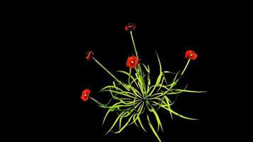 Abstract Flowers Botanical Digital Illustration photo