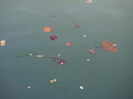 leaves floating on river water photo