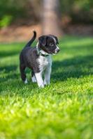 Adorable portrait of amazing healthy and happy black and white border collie puppy photo