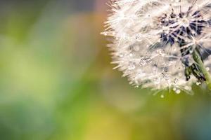 Close up of blooming yellow dandelion flowers Taraxacum officinale in garden on spring time. Detail of bright common dandelions in meadow at springtime. Used as a medical herb and food ingredient photo