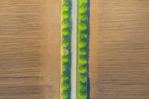 Aerial top view of a country road through a agricultural field landscape and a green tree line next to road. Idyllic aerial scenery, green trees with agriculture field. Wonderful nature pattern photo