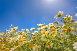 Beautiful field of daisy flowers in spring. Blurred abstract summer meadow with bright blossoms and blue sky. Idyllic nature scenery, sun rays. Beautiful nature photo