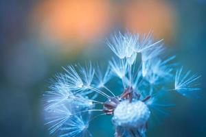 Beautiful water drops on a dandelion flower seed macro in nature. Beautiful sunset light blue and yellow background, free space for text. Bright artistic nature background, inspirational closeup photo