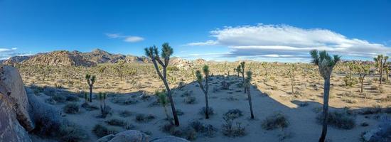 imagen del parque nacional del árbol de yoshua con árboles de cactus en california durante el día foto