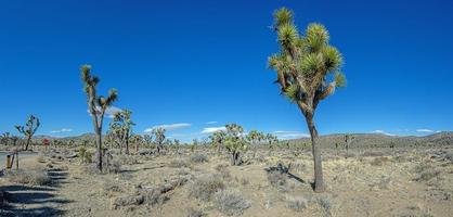 imagen del parque nacional del árbol de yoshua con árboles de cactus en california durante el día foto