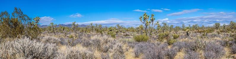 imagen panorámica sobre el desierto del sur de california con árboles de cactus durante el día foto