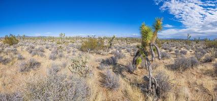 imagen panorámica sobre el desierto del sur de california con árboles de cactus durante el día foto