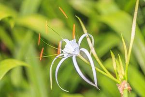 Macro image of an exotic flower in Thailand photo